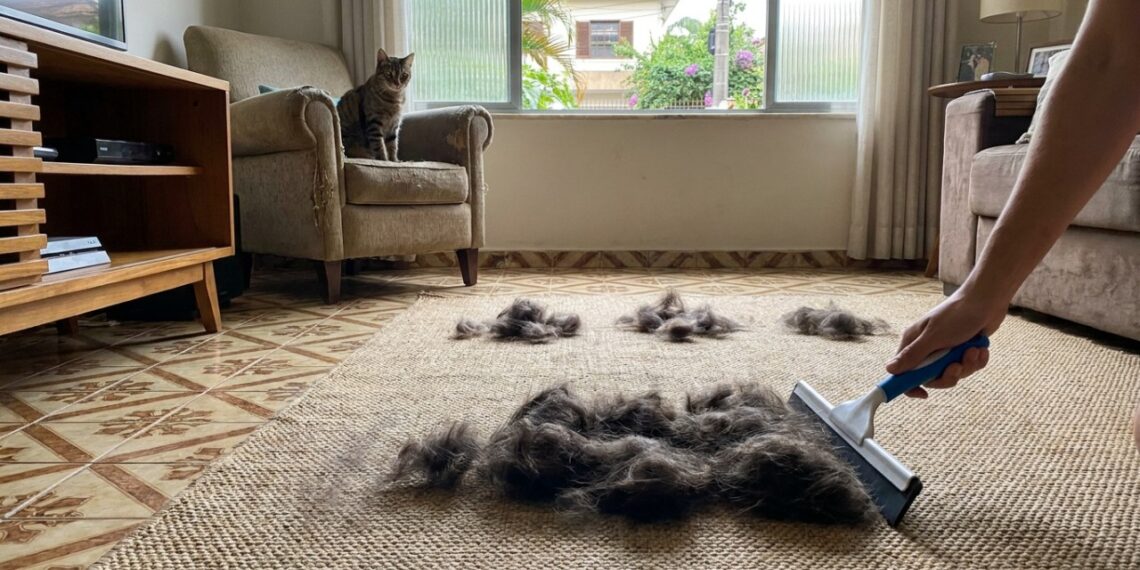 Como remover pelos de cachorro do tapete ou carpete: o truque fácil de puxar com um rodo de pia úmido que está na moda e sempre funciona