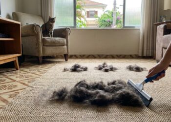 Como remover pelos de cachorro do tapete ou carpete: o truque fácil de puxar com um rodo de pia úmido que está na moda e sempre funciona