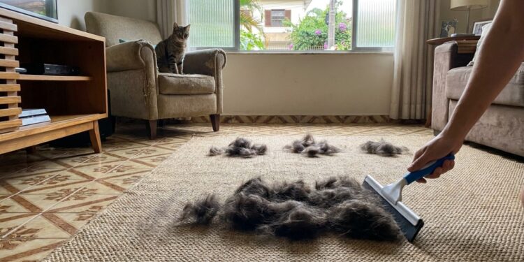 Como remover pelos de cachorro do tapete ou carpete: o truque fácil de puxar com um rodo de pia úmido que está na moda e sempre funciona
