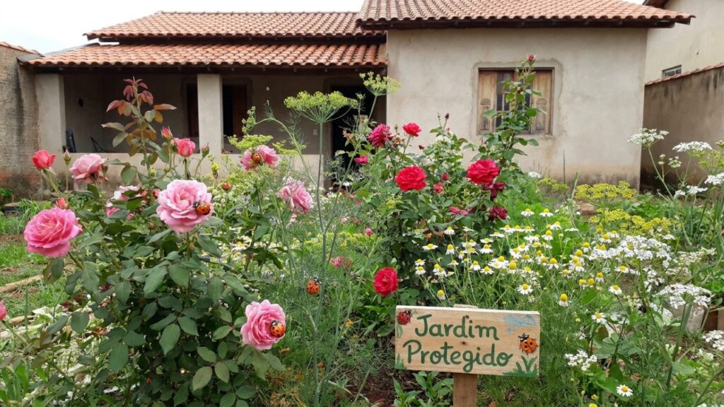 As 7 flores miúdas que atraem joaninhas para o jardim e deixam suas roseiras livres de infestação de pulgões