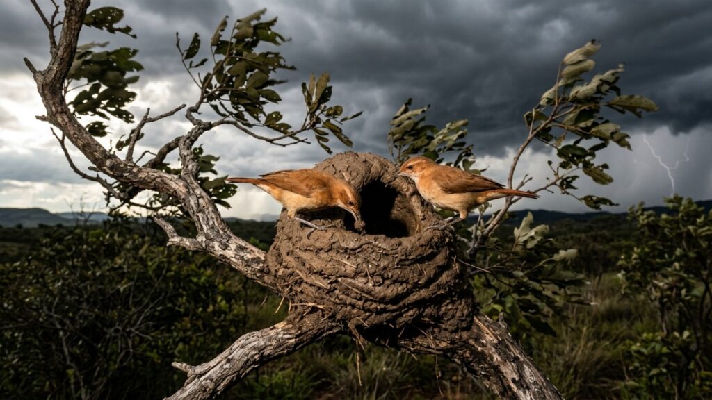 Esse pássaro joão-de-barro ganhou fama entre os biólogos por sua habilidade em construir estruturas robustas no Cerrado e por usar sua orientação contra ventos fortes para proteger seus filhotes