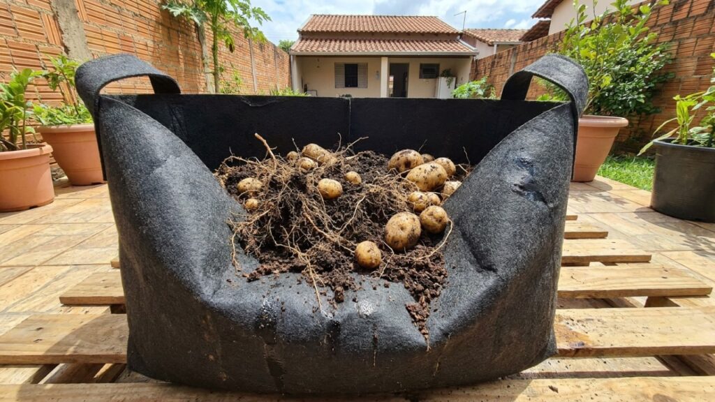 Os 5 vegetais nutritivos que crescem perfeitamente em sacos de plantio e garantem uma horta farta na varanda do apartamento