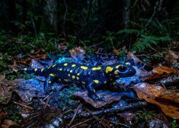 Cientistas descobriram que a salamandra de fogo, conhecida pelas cores preta e amarela, também consegue emitir uma luz azul-turquesa quando está no escuro
