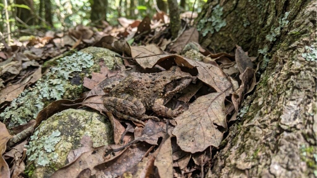 O sapo da Mata Atlântica que muda de cor conforme a temperatura e quase ninguém consegue ver