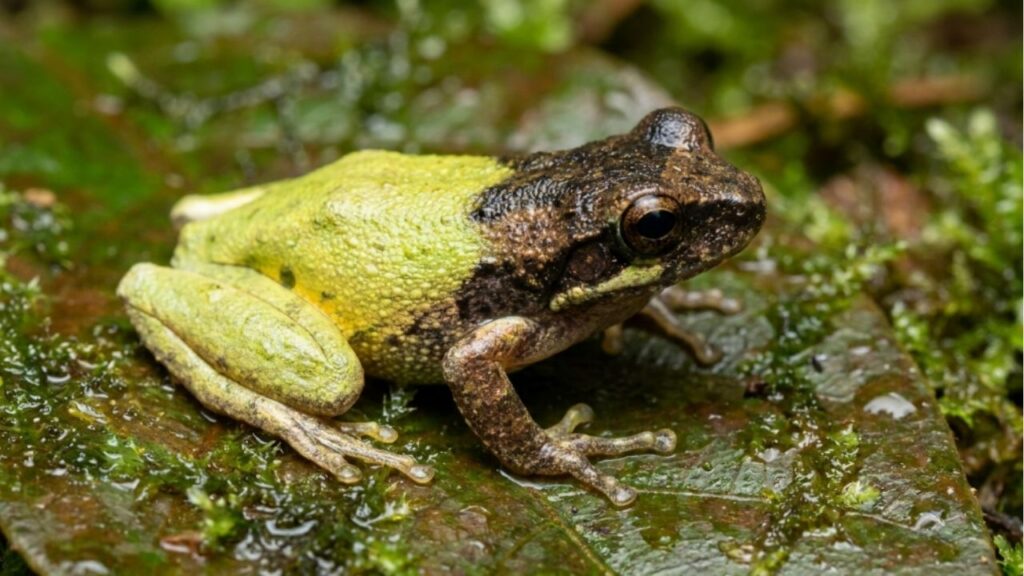 O sapo da Mata Atlântica que muda de cor conforme a temperatura e quase ninguém consegue ver