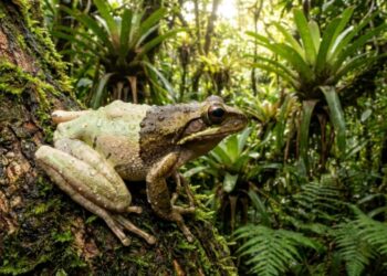 O sapo da Mata Atlântica que muda de cor conforme a temperatura e quase ninguém consegue ver