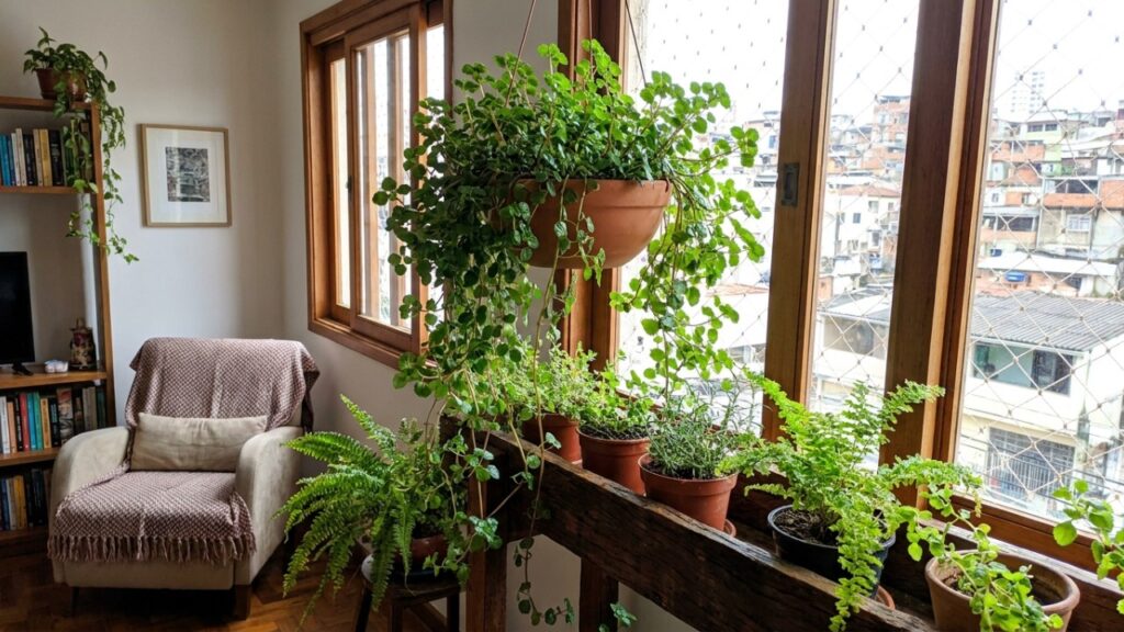 O cacto sem espinhos que virou moda na decoração porque além de ter um formato escultural, é seguro para casas com animais