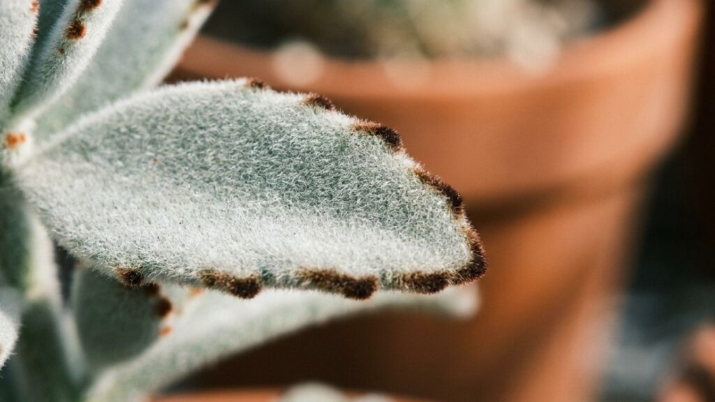 A suculenta de folhas peludas que virou moda porque além de ser gostosa de tocar, avisa exatamente quando precisa de água