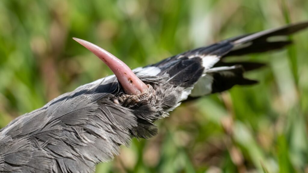 Esta ave brasileira conhecida como quero-quero que virou destaque nos campos porque além de emitir vocalizações estridentes atua como um cão de guarda natural