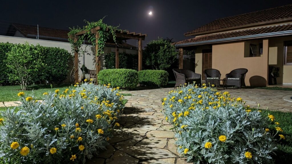 A folhagem prateada que virou moda no contraste do jardim porque além de refletir a luz da lua, resiste bravamente à falta de água