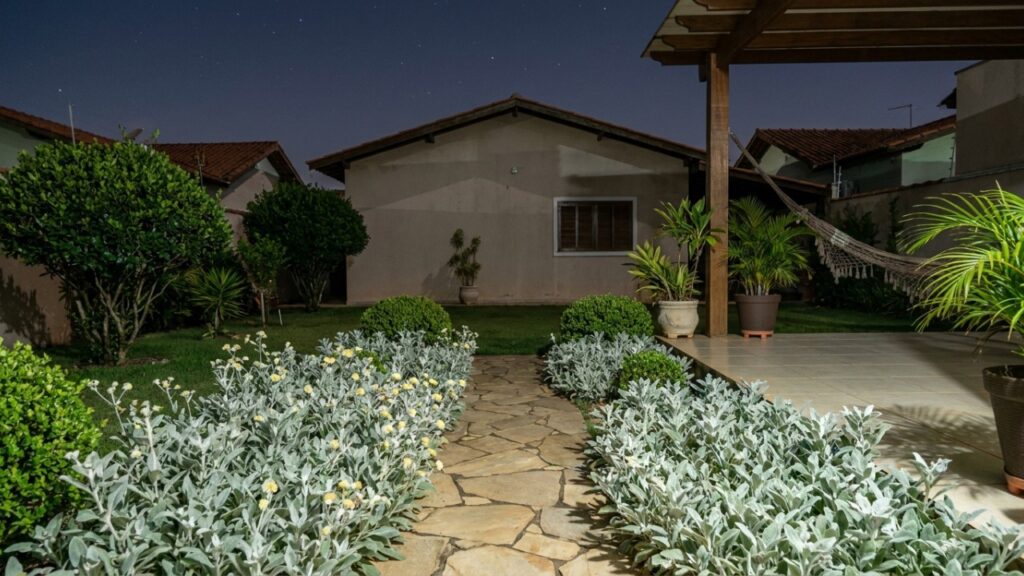 A folhagem prateada que virou moda no contraste do jardim porque além de refletir a luz da lua, resiste bravamente à falta de água