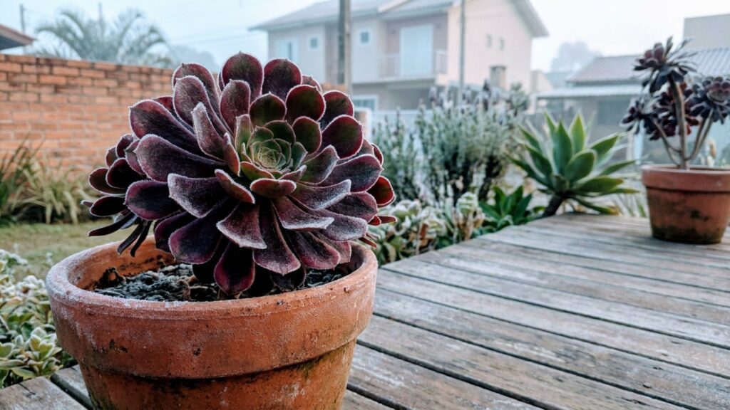 As 9 suculentas de cor escura que adoram o frio intenso e ganham tons avermelhados maravilhosos quando expostas à geada
