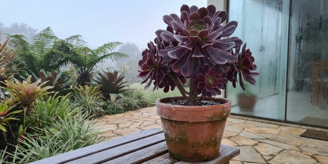 As 9 suculentas de cor escura que adoram o frio intenso e ganham tons avermelhados maravilhosos quando expostas à geada