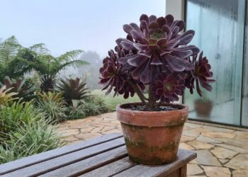 As 9 suculentas de cor escura que adoram o frio intenso e ganham tons avermelhados maravilhosos quando expostas à geada