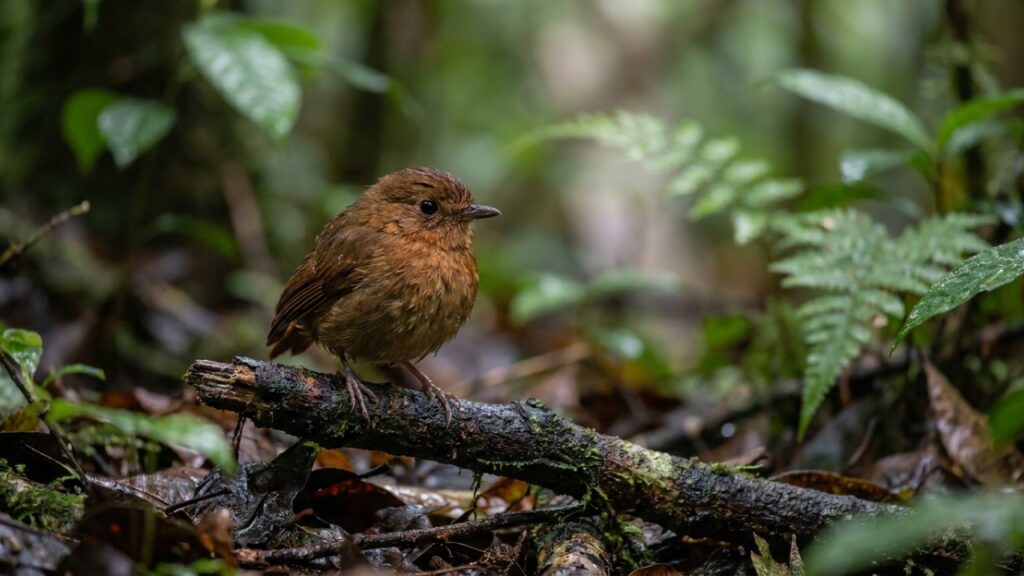 O uirapuru-verdadeiro se destacou na biologia porque, além de atrair fêmeas com notas musicais perfeitas, consegue calar todos os rivais na floresta amazônica
