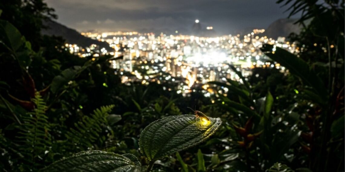 Por que os vaga-lumes estão sumindo das cidades e o que a luz das ruas tem a ver com isso