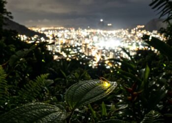 Por que os vaga-lumes estão sumindo das cidades e o que a luz das ruas tem a ver com isso