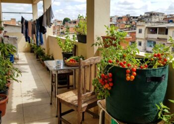 Os 5 vegetais nutritivos que crescem perfeitamente em sacos de plantio e garantem uma horta farta na varanda do apartamento