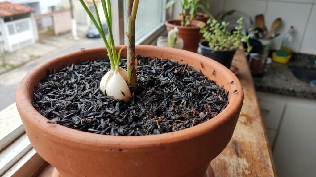 Basta isso enterrado no vaso de plantas para se livrar de mosquinhas de banheiro de vez