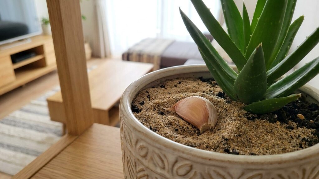 Basta um dente enterrado no vaso de plantas para se livrar de mosquinhas de banheiro de vez