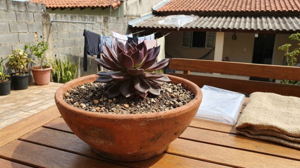 As 9 suculentas de cor escura que adoram o frio intenso e ganham tons avermelhados maravilhosos quando expostas à geada