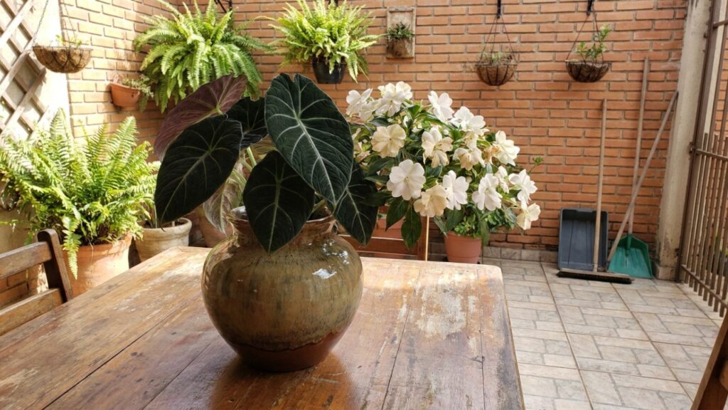 8 folhagens quase pretas que trazem drama visual e ainda destacam perfeitamente as flores claras no canteiro