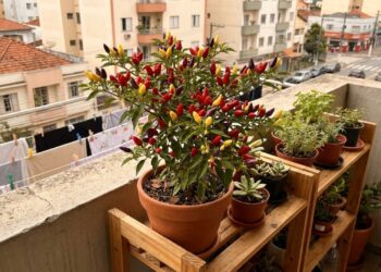9 pimentas de pequeno porte que crescem rápido e ainda trazem cores quentes e tempero forte para a horta vertical de sacada