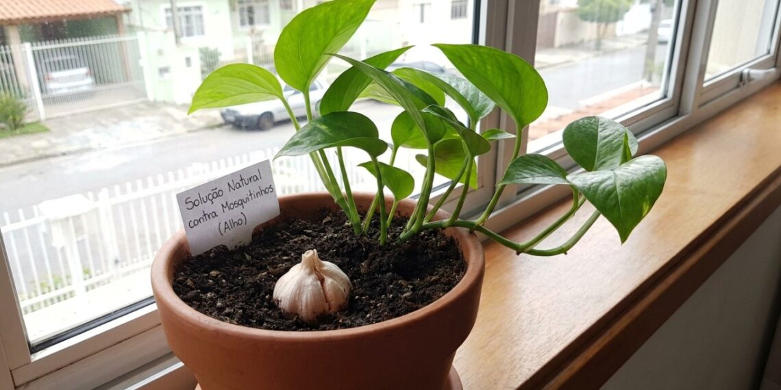 Basta um dente enterrado no vaso de plantas para se livrar de mosquinhas de banheiro de vez