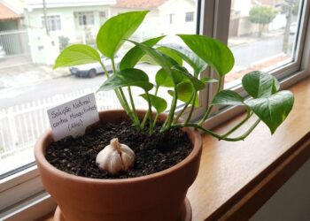 Basta um dente enterrado no vaso de plantas para se livrar de mosquinhas de banheiro de vez