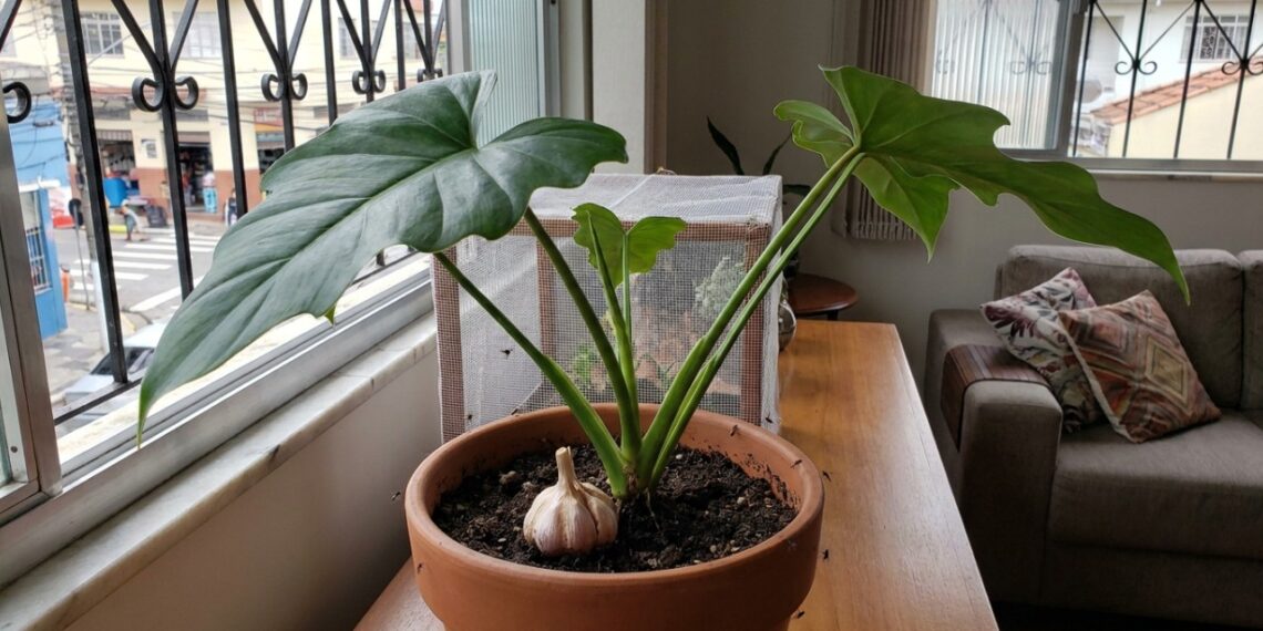 Basta isso enterrado no vaso de plantas para se livrar de mosquinhas de banheiro de vez