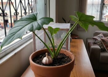 Basta isso enterrado no vaso de plantas para se livrar de mosquinhas de banheiro de vez