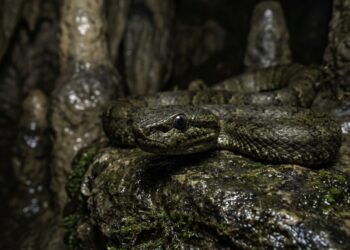 Uma víbora verde-azulada e muito venenosa está entre 11 novas espécies encontradas em cavernas e formações de calcário no Camboja