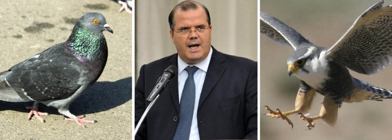 "O presidente do Banco Central, Alexandre Tombini, foi julgado e condenado por eventuais falhas na sua comunicação – e não pela decisão em si de manter inalterada a taxa de juros", diz Leonardo Attuch, editor do 247; "para determinada ala do mercado financeiro, era melhor que o presidente do Banco Central errasse com a convicção e a teimosia de um falcão do que acertasse com a humildade e a capacidade de correção de rota de um pombo"; decisão foi acertada porque não faz sentido algum subir em juros em plena recessão