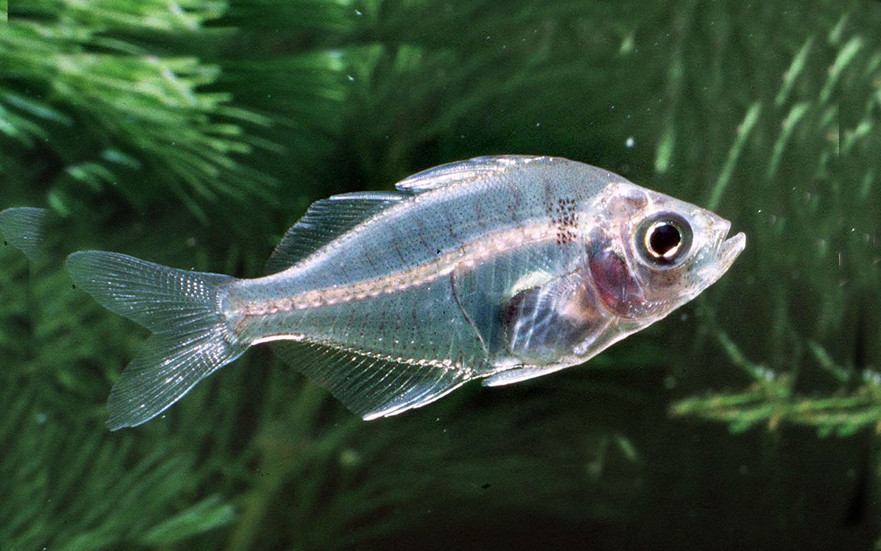 Criaturas transparentes do reino animal são muito mais comuns do que se possa pensar. Existe uma razão perfeita para isso: a transparência é o mais perfeito dos disfarces quando se quer escapar dos predadores. Animais que não possuem dentes agudos, espinhos, toxinas ou outros mecanismos de defesa precisam se esconder dos seus predadores. E qual melhor camuflagem do que ser completamente transparente?