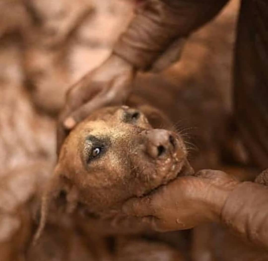 Animais de grande porte aguardam helicóptero para içá-los em Brumadinho