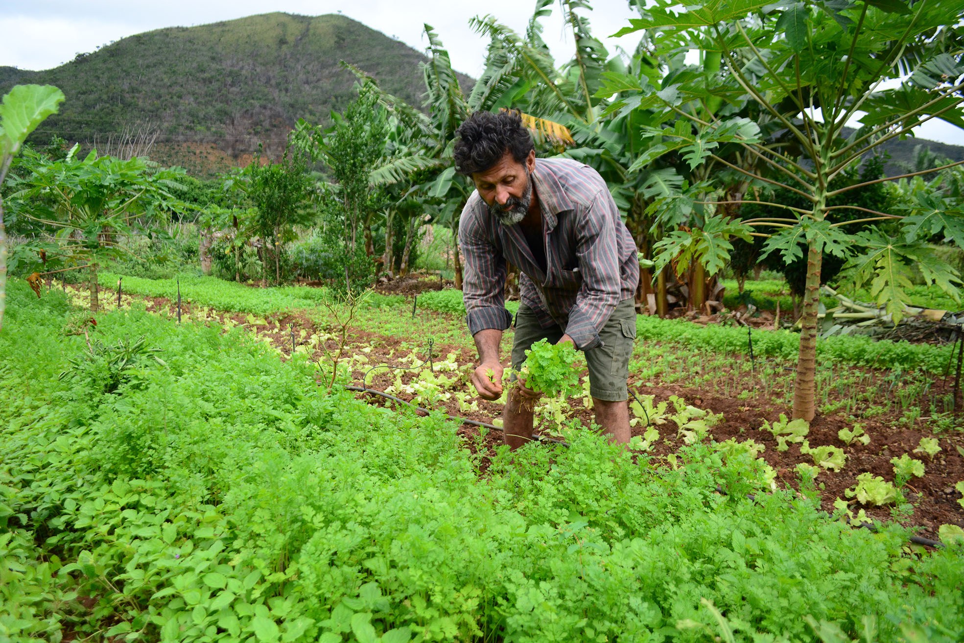 agricultura familiar e desenvolvimento rural da Bahia