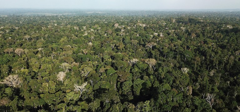 Vista aérea da Amazônia perto de Altamira, no Pará