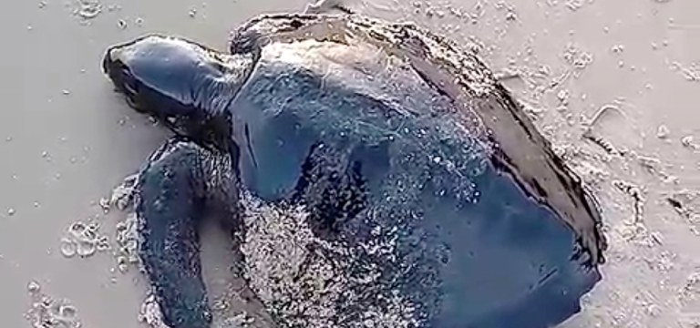 Tartaruga coberta por óleo em praia de Alcântara (MA)