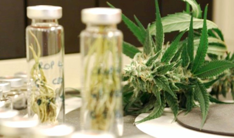 Agência Nacional de Vigilância Sanitária (Anvisa) autorizou a prescrição médica e a importação, por pessoa física, de medicamentos e produtos com canabidiol e tetrahidrocannabinol (THC) em sua formulação, desde que exclusivamente para uso próprio e para tratamento de saúde; agência, porém, alertou que "muitos desses produtos não são registrados como medicamentos em seus países de origem, não tendo sido, portanto, avaliados por qualquer autoridade sanitária competente. Assim sendo, não é possível garantir a dosagem adequada e a ausência de contaminantes e tampouco prever os possíveis efeitos adversos, o que implica riscos imprevisíveis para a saúde dos pacientes que os utilizarão"