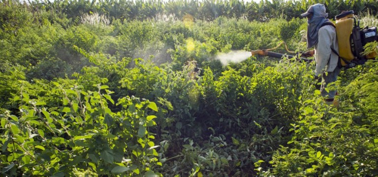 Funcionário aplica agrotóxico em pequena fazenda em Limoeiro do Norte, no Ceará