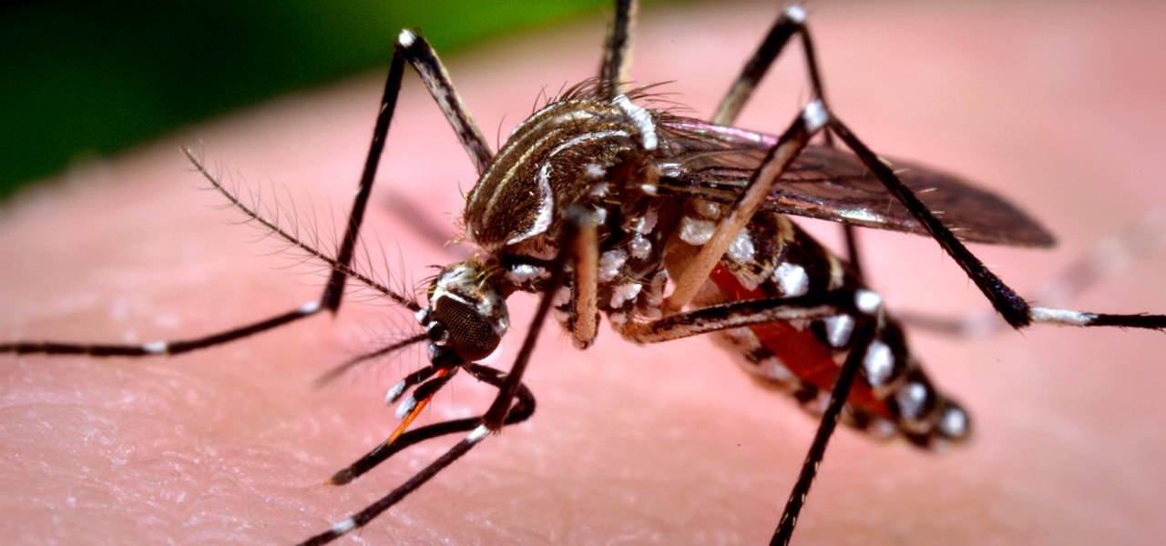 Casos de dengue avançam 72% em um ano.