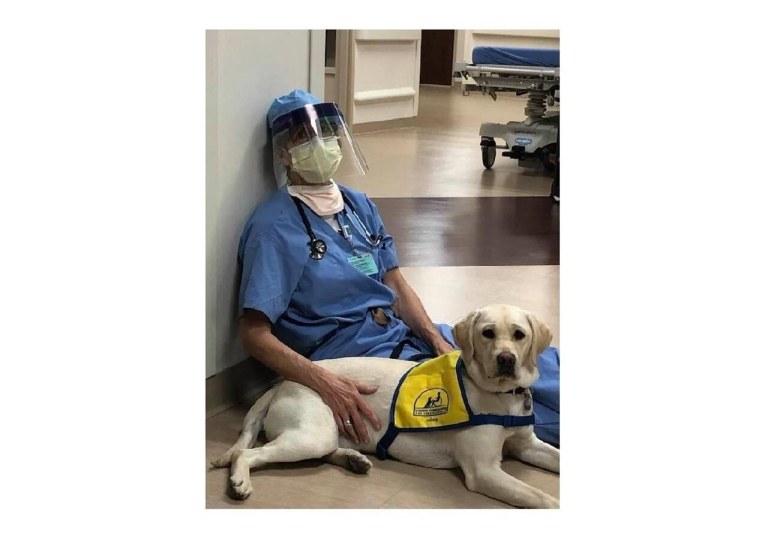 Profissional da saúde com cão terapueta