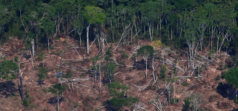 Floresta amazônica, perto de Novo Progresso, Pará.