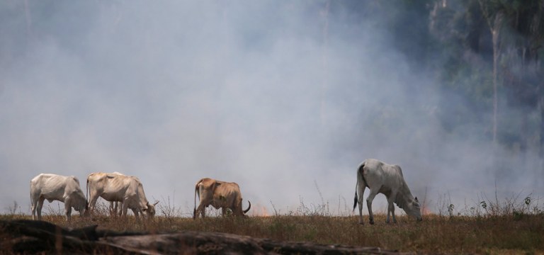 Gado em área queimada da Amazônia