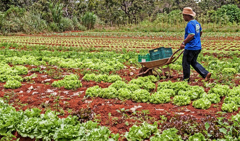 Governo Bolsonaro suspende financiamento para agricultura familiar