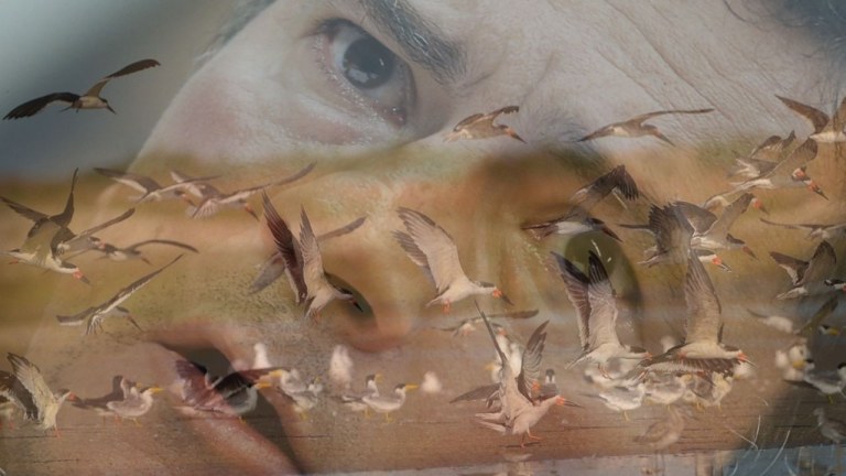 Migração de marrecos