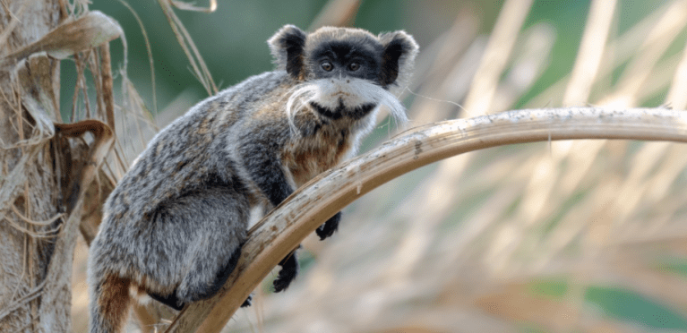 Sagui-imperador, ou sagui-de-bigode
