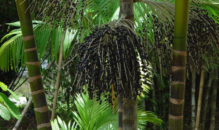 Produção de Açaí