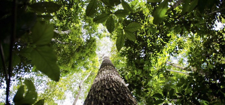 Floresta Amazônica