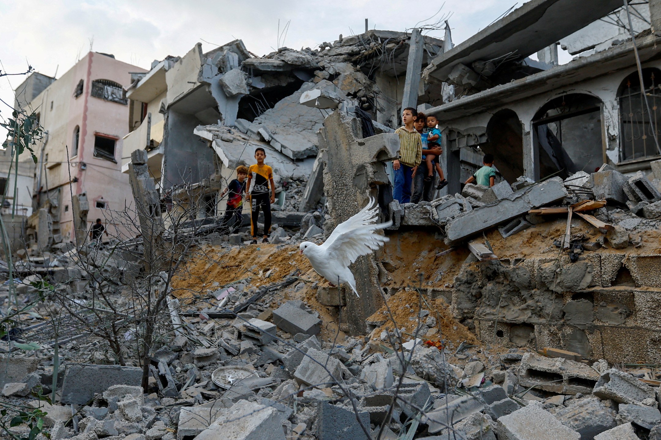Pomba voa sobre os destroços de casas destruídas por ataques israelenses, em Khan Younis, no sul da Faixa de Gaza
11-10-2023
REUTERS/Ibraheem Abu Mustafa